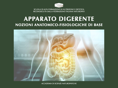 APPARATO DIGERENTE